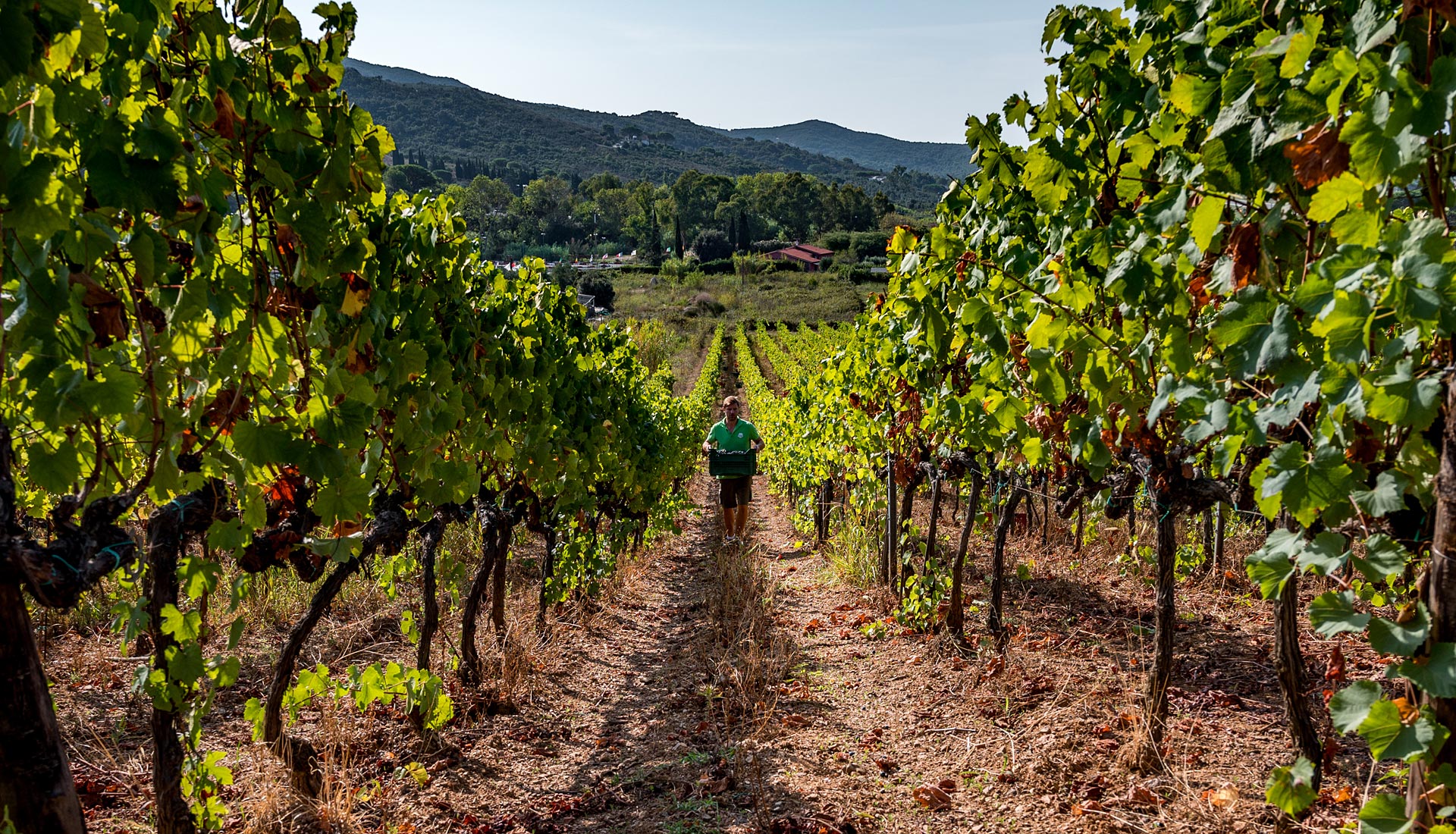 Vini Cecilia, Isola d'Elba