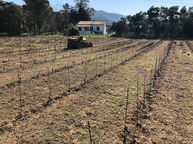 Podere Brumaio, Elba