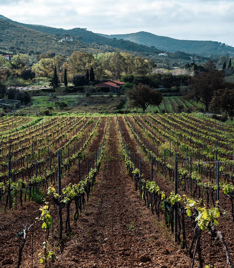 Vigneto del San Giovese ALTRO